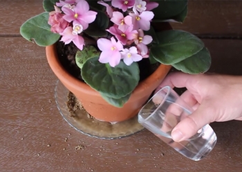 Dica rápida: Como regar violeta